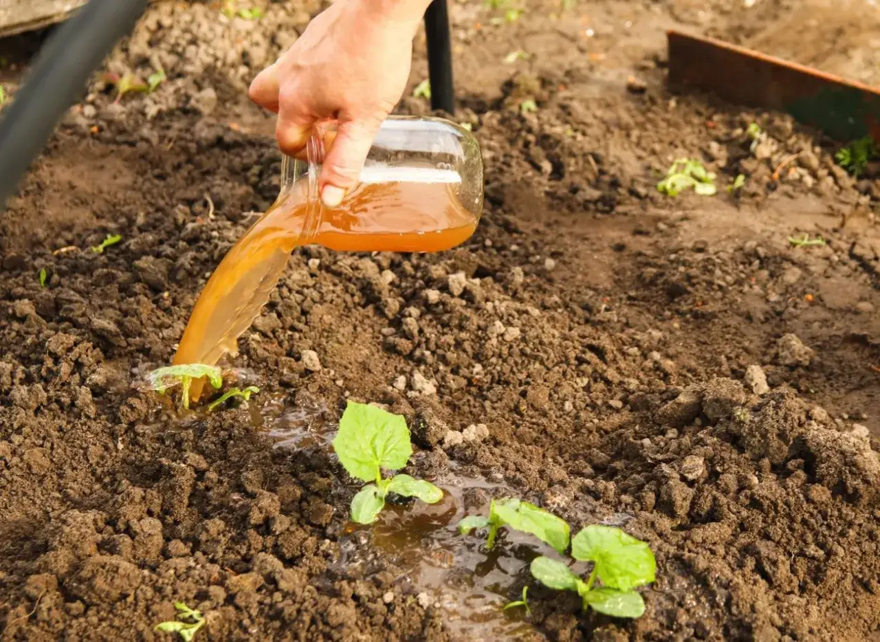 Jak zrobić płynny nawóz z obornika granulowanego w prosty sposób