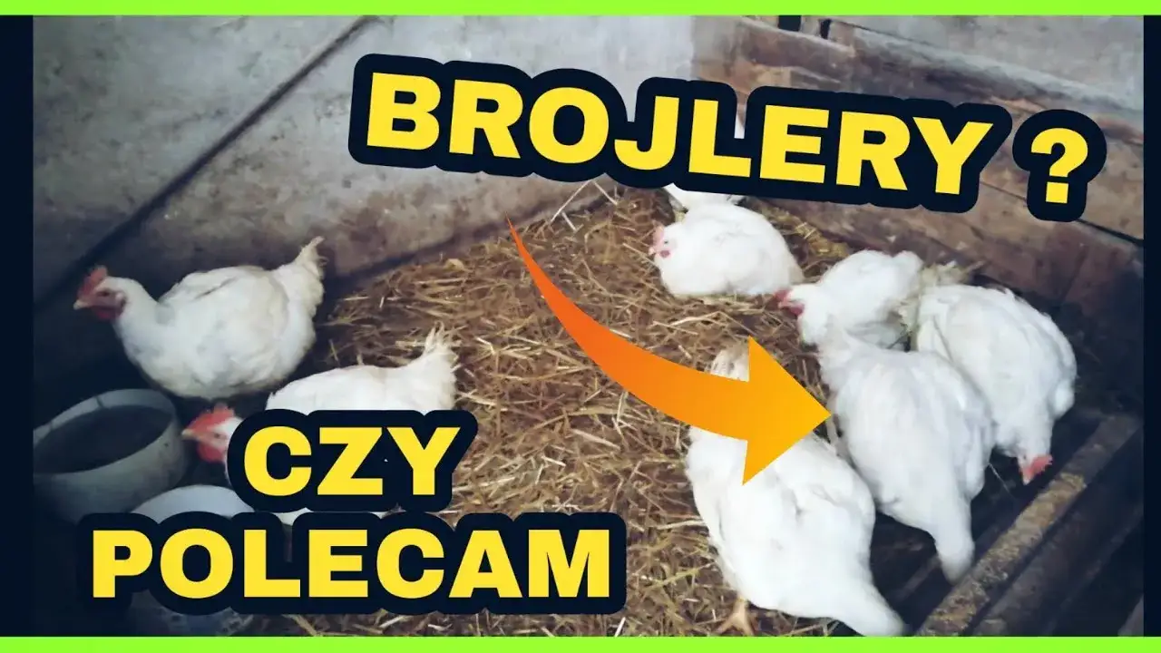 Jak rozmnażają się brojlery i dlaczego nie są do tego stworzone