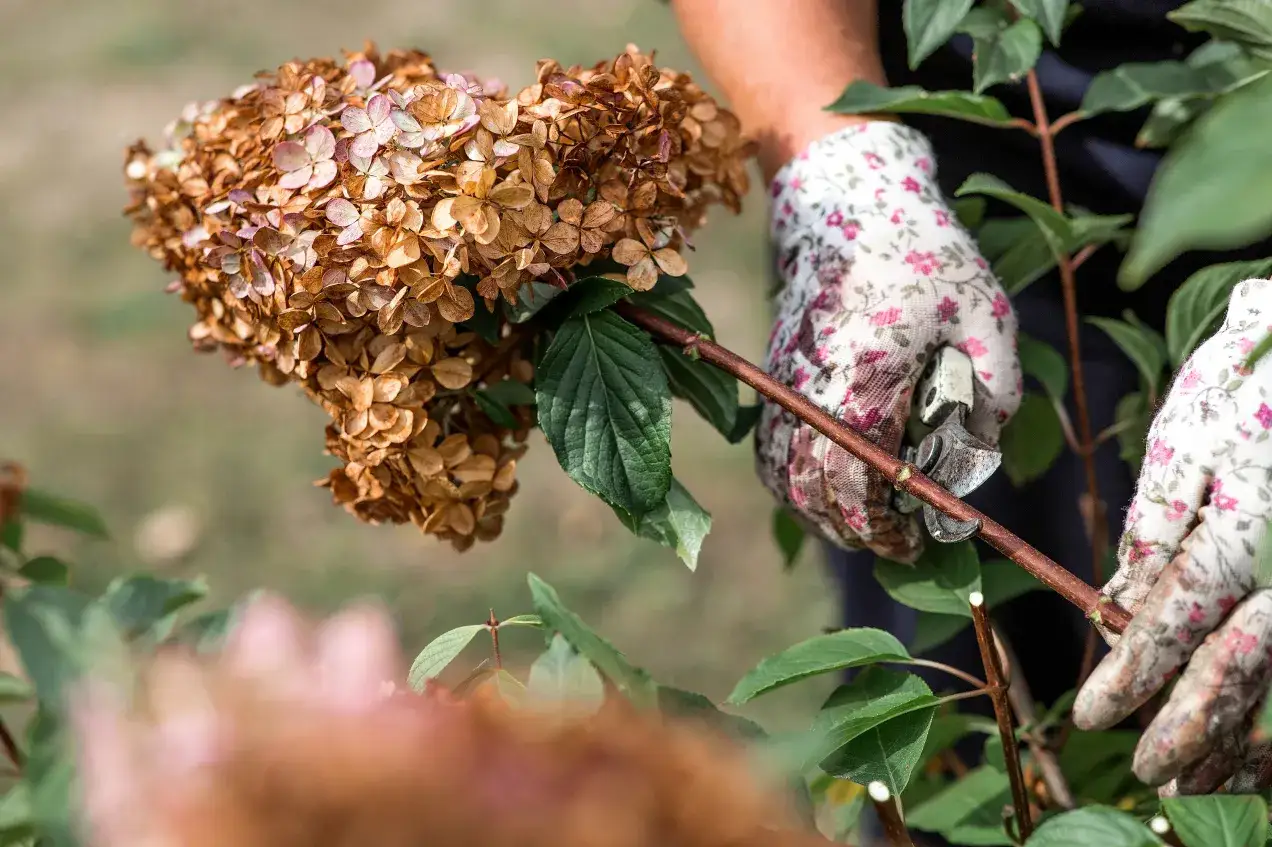 Ręce w kwiecistych rękawiczkach przycinają uschnięte kwiatostany hortensji. Właściwe cięcie to klucz do zdrowego wzrostu.
