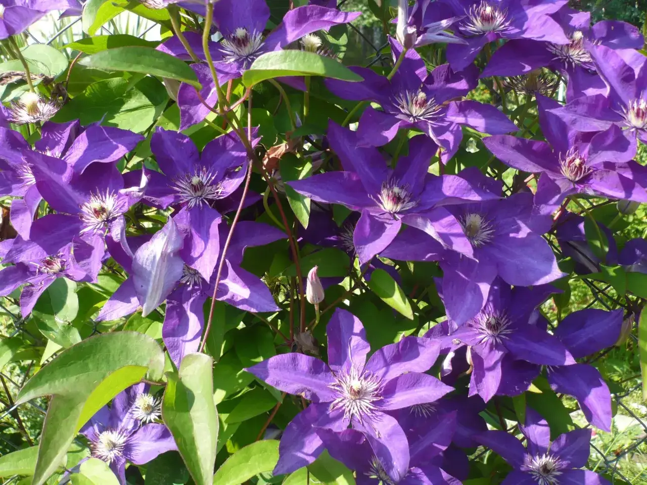 Jak długo kwitnie powojnik? Sekrety kwitnienia przez cały sezon!