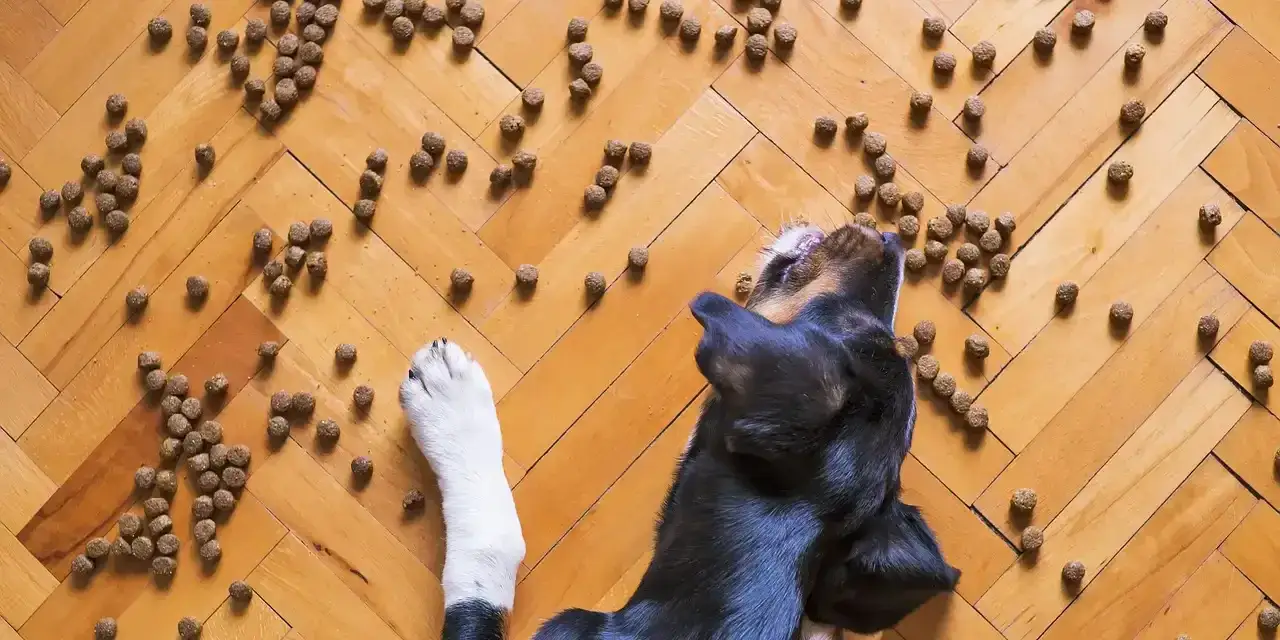 Jakie mięso dla psa z cukrzycą? Oto najlepsze opcje dla zdrowia psa