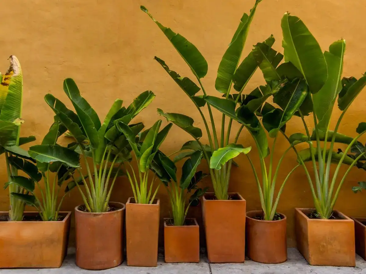 Jak kwitnie bananowiec w domu? Poznaj sekrety udanej uprawy!