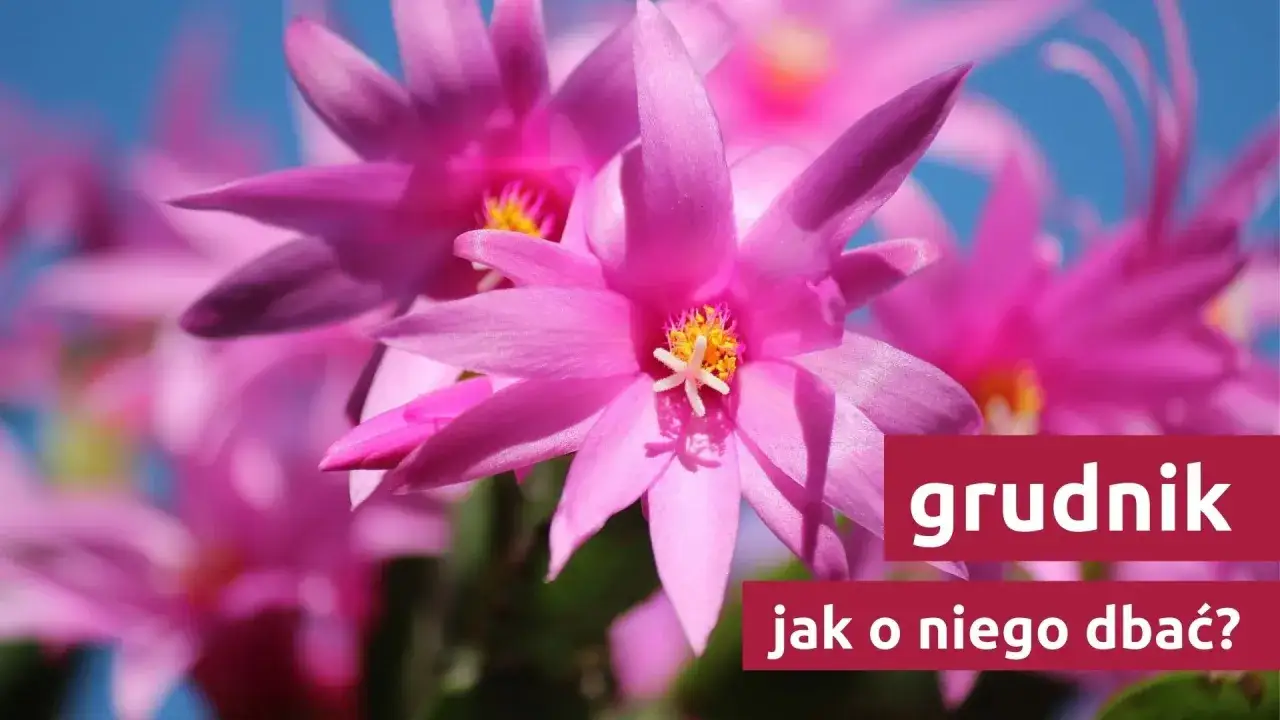 Grudnik: Jak kwitnie i co zrobić, by obsypał się kwiatami?