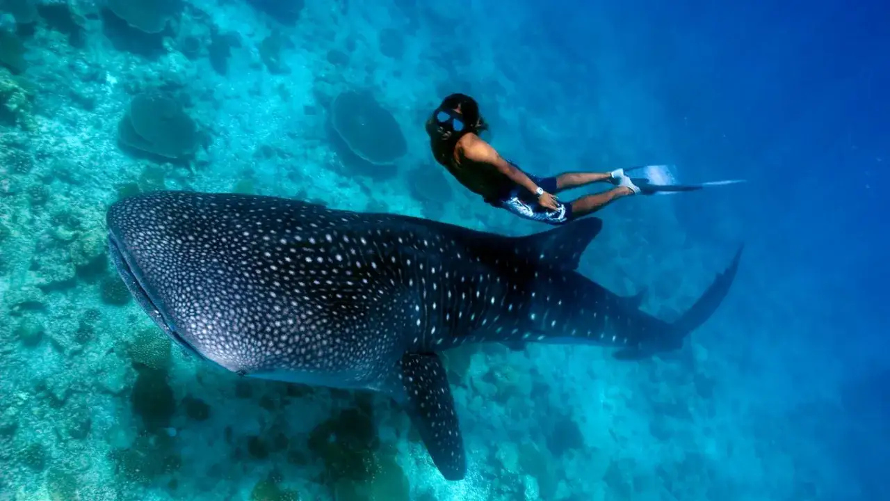 Ile Kosztuje Lot na Malediwy z Polski? Sprawdź Aktualne Ceny