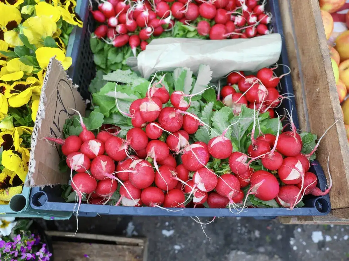 Świeże rzodkiewki w skrzynce, obok żółtych bratków. Zastanawiasz się, czy można mrozić rzodkiewkę? Te piękne warzywa wyglądają apetycznie.