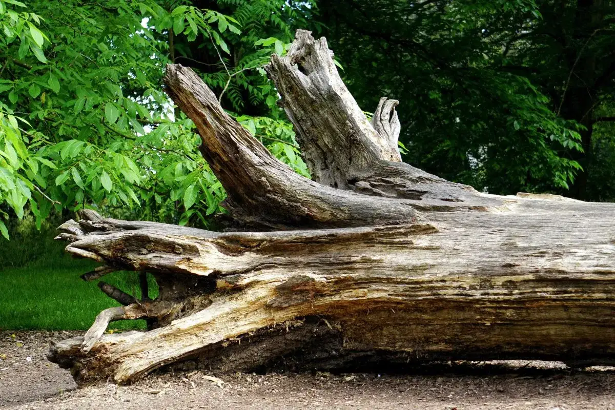 Jak zrobić kwietnik z pnia drzewa - proste kroki i porady na start