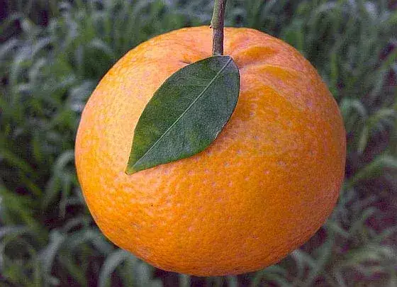 Mandarynki na diecie: Czy naprawdę pomagają schudnąć?