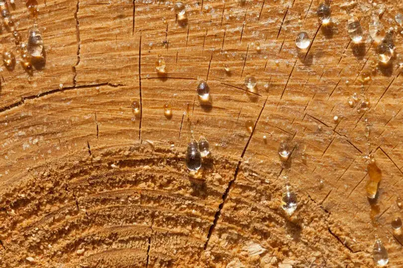 Skuteczne metody na usunięcie żywicy z mebli ogrodowych, które zadziałają