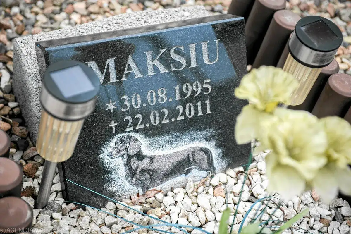 Pies na cmentarzu? Co mówią przepisy i jak uniknąć mandatu?