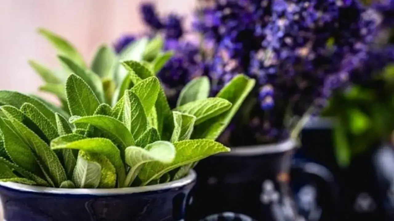 Zielone, aksamitne liście szałwii lekarskiej w ciemnoniebieskim naczyniu, obok fioletowej lawendy.