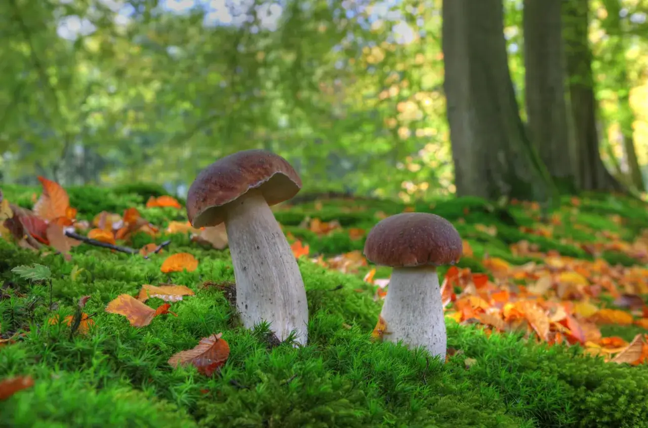 Grzybobranie z noclegiem: Polska. Gdzie znajdziesz grzybowe eldorado?