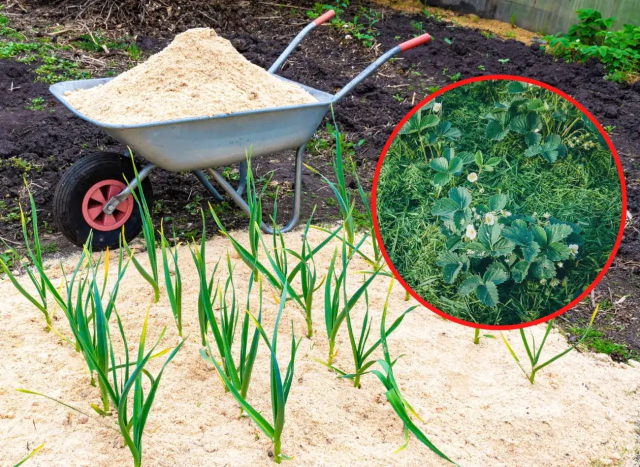 Taczka z trocinami obok młodego czosnku i truskawek. Trociny to świetny materiał, czym ściółkować rabaty kwiatowe.