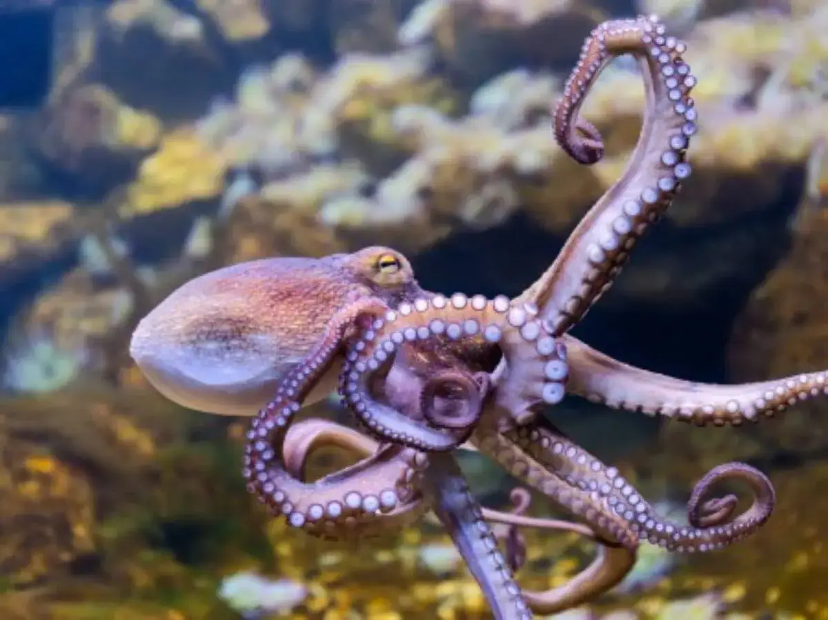 Ośmiornica z wyciągniętymi mackami na tle podwodnej skały.