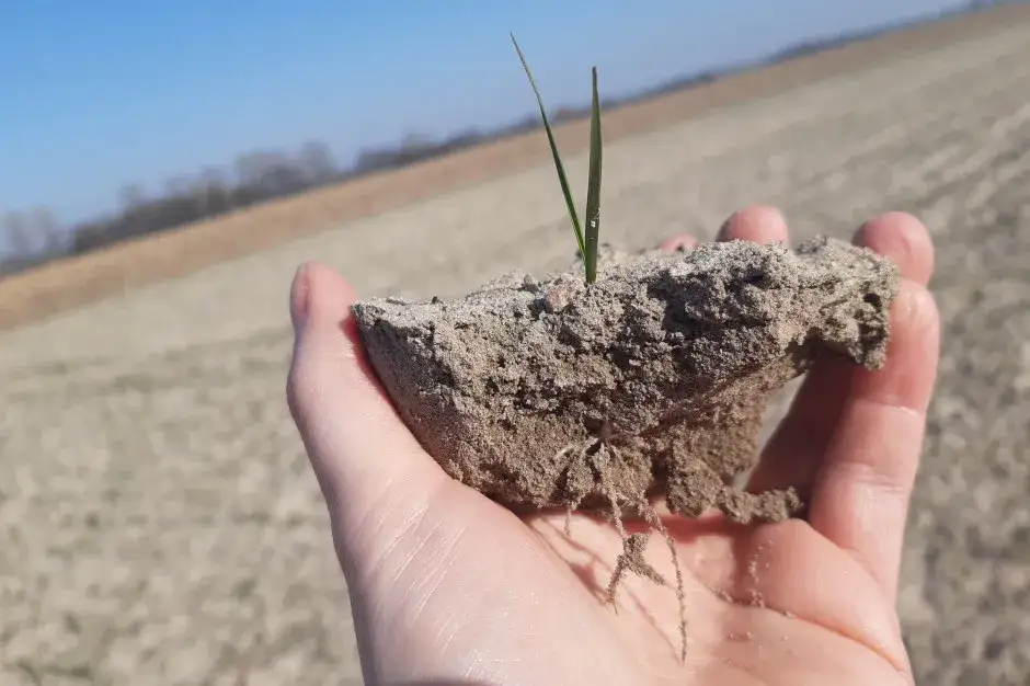 Do jakich nawozów będzie dopłata i jak uniknąć strat w uprawach