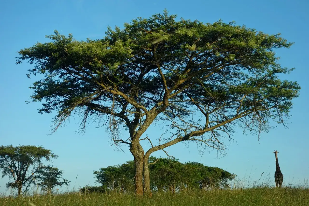 Czy w Rwandzie jest bezpiecznie? Odkryj zagrożenia i porady dla turystów