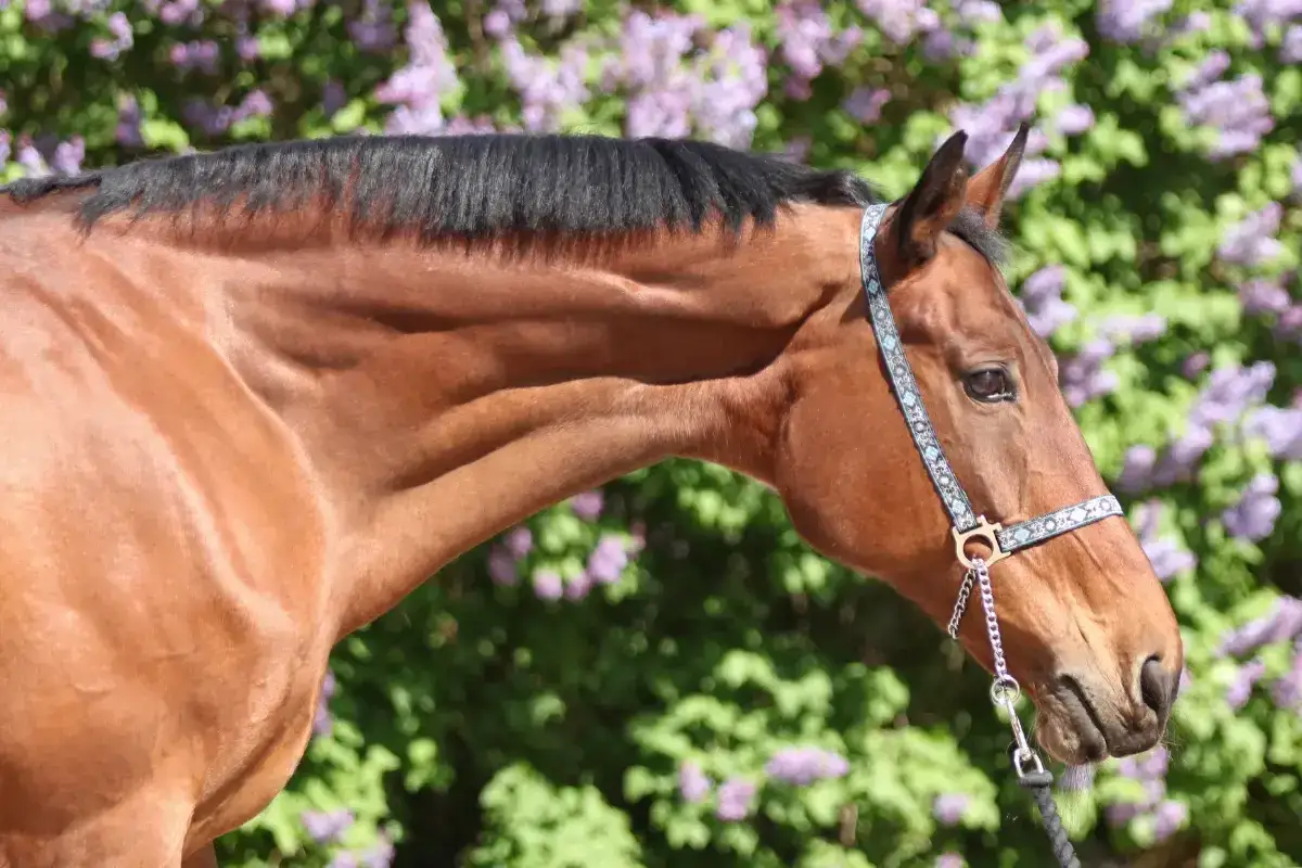 Odrobaczanie konia: Przed czy po? Złota zasada bezpiecznej kuracji