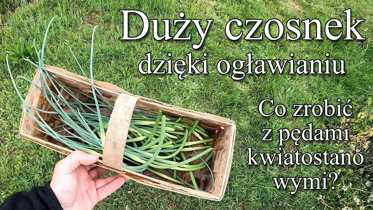 Ogławianie czosnku: Zyskaj 30% większe główki i obfite zbiory