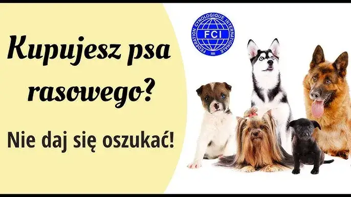 Jak kupić zdrowego owczarka niemieckiego? Uniknij pseudohodowli!