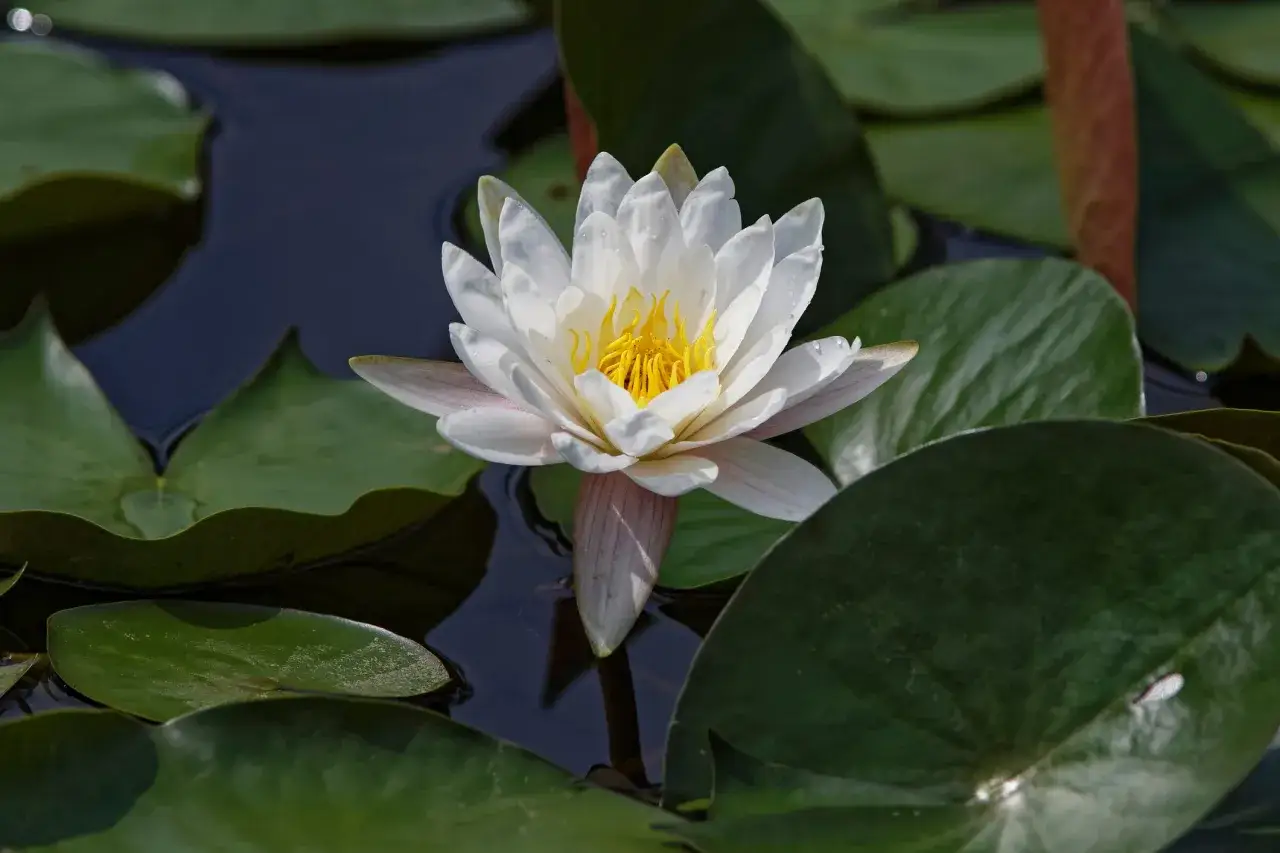 Lotos: Od błota do oświecenia. Głęboka symbolika i znaczenie