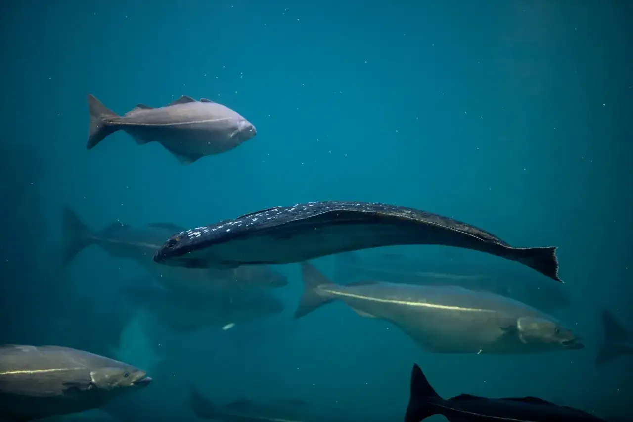 Woda pachnie halibutem, a te ryby pływają w ławicy.