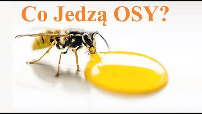 Czym się żywią osy? Zaskakujące fakty o ich diecie i preferencjach