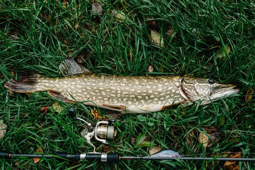 Jaka wędka na szczupaka - wybierz najlepszy sprzęt dla siebie