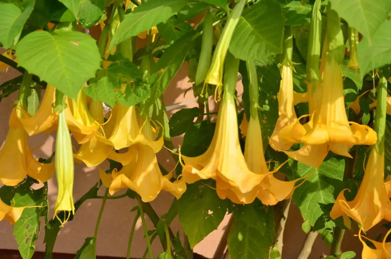 Kwitnąca datura o żółtych, trąbkowatych kwiatach zwisających z zielonych pędów. Czy datura przezimuje w gruncie?
