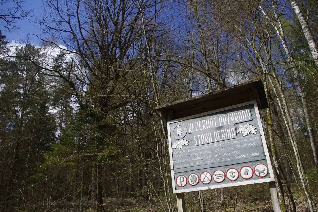 Rezerwaty przyrody Dębina w Polsce: unikalne miejsca i ich tajemnice