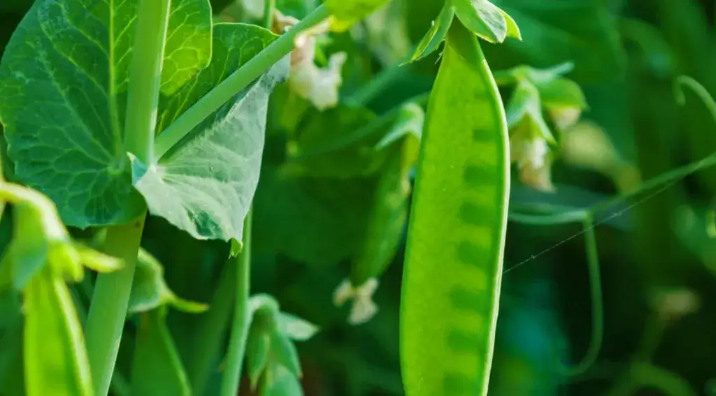 Uprawa groszku cukrowego w doniczce: Kluczowe wskazówki 