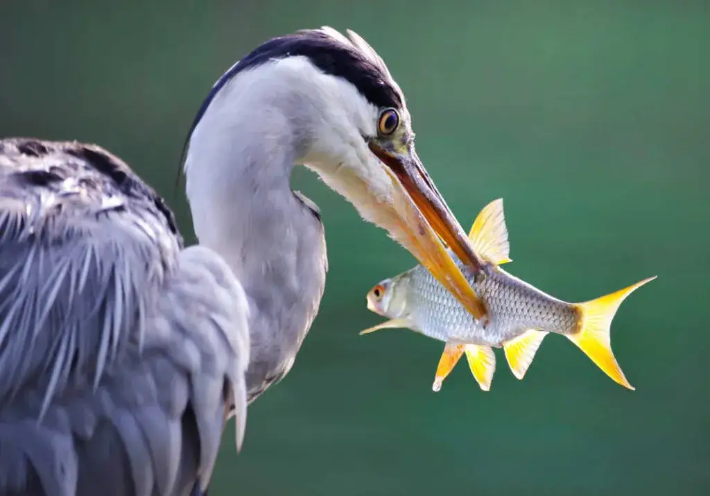Czym żywi się czapla? Odkryj fascynujące aspekty jej diety