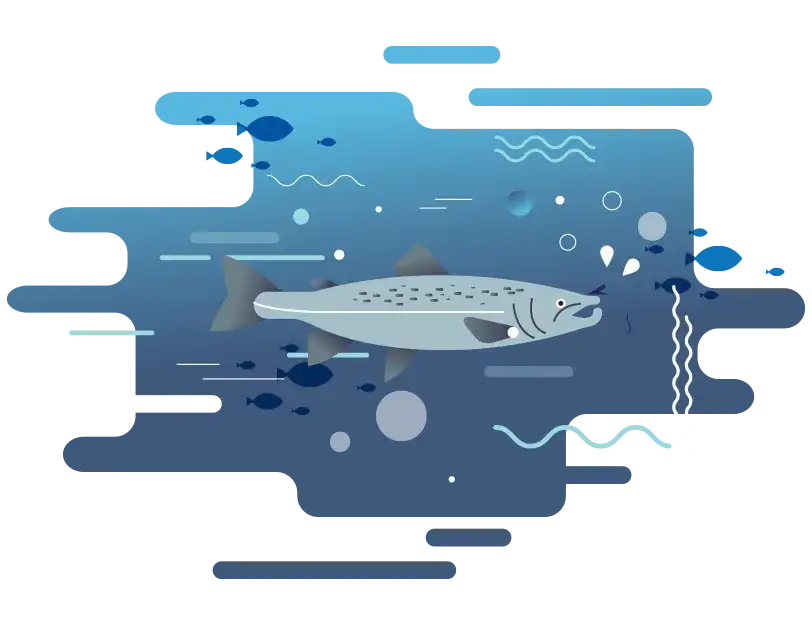 Czy łosoś występuje w Bałtyku? Fakty o jego obecności i zagrożeniach