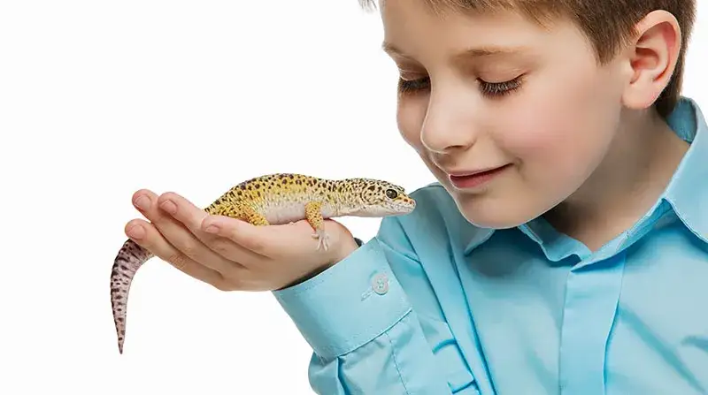 Jak oswoić gekona: sprawdzone metody na budowanie zaufania