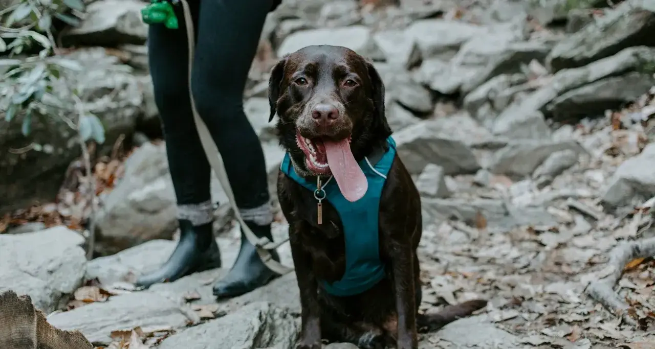 Góry Stołowe z psem: Tak, ale! Szlaki, zasady, alternatywy