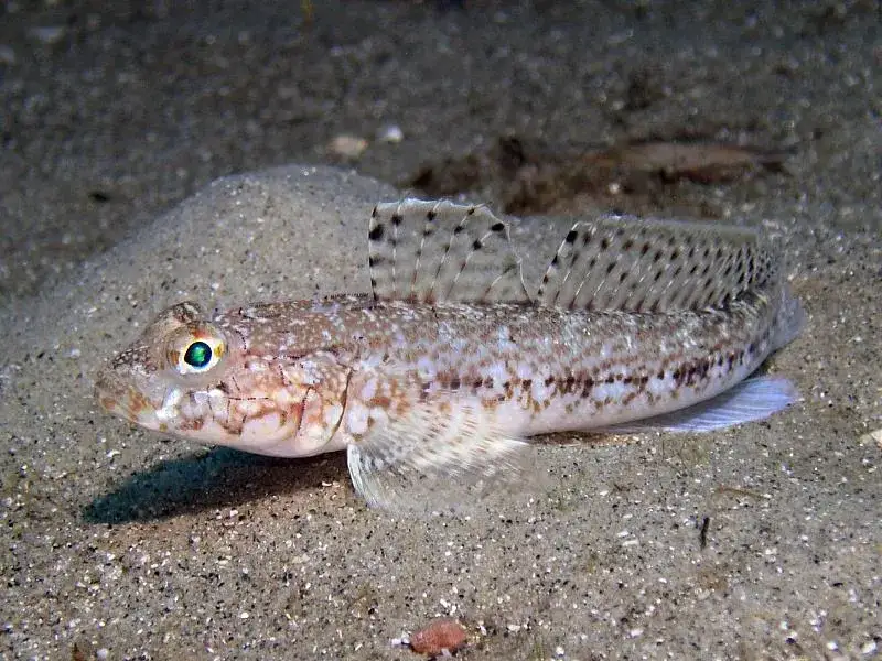 Jakie ryby łowi się w Bałtyku? Odkryj najlepsze gatunki i porady