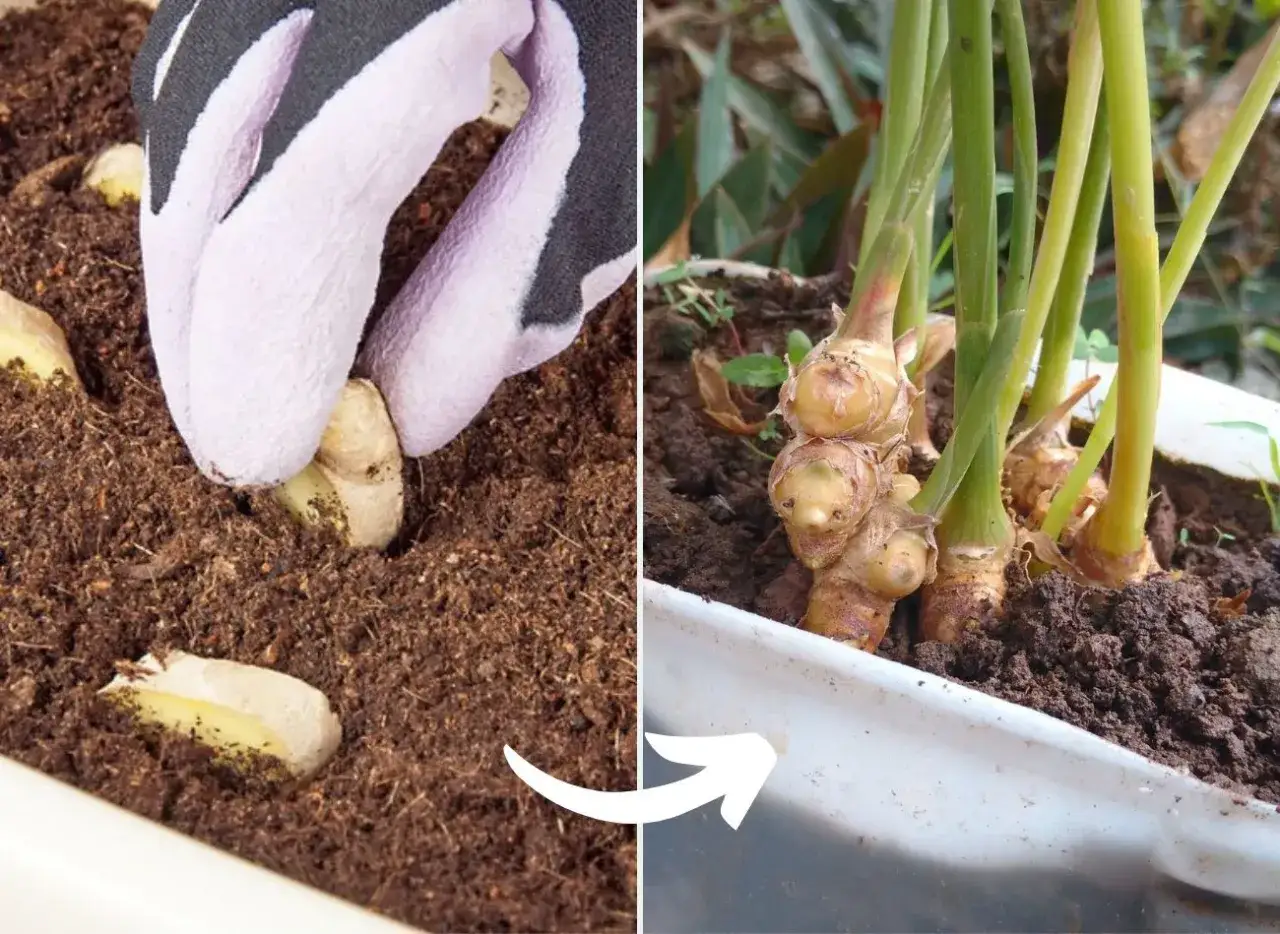 Jak sprawić, by imbir zakwitł w domu? Praktyczny poradnik.