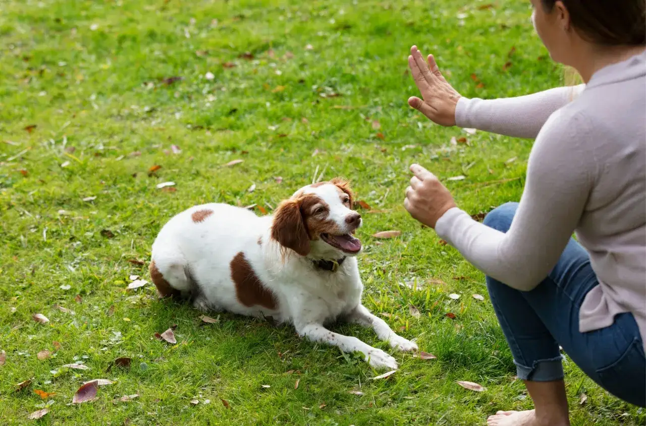 Jak wytresować psa w domu – skuteczne metody i porady dla właścicieli