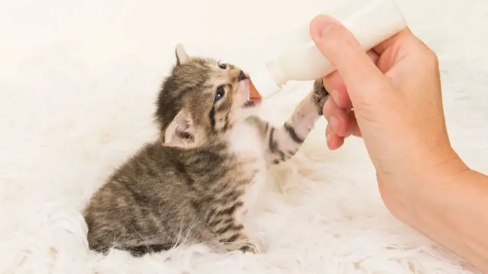 Czym karmić małego kotka, aby zapewnić mu zdrowy rozwój?