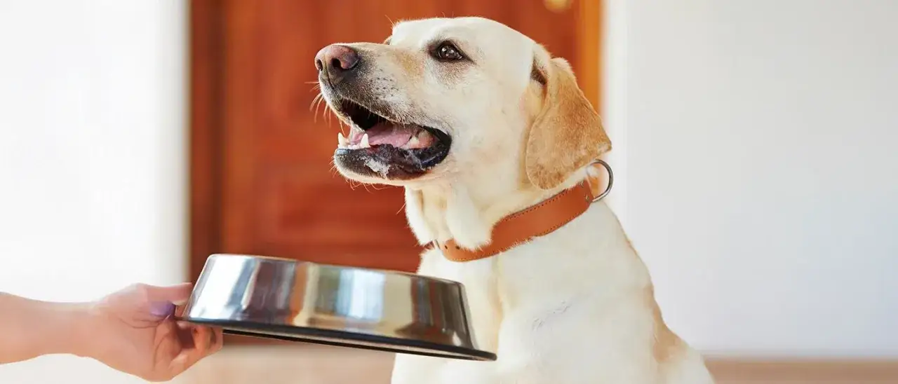 Czy pies może jeść płatki owsiane? Bezpieczne porady i dawkowanie