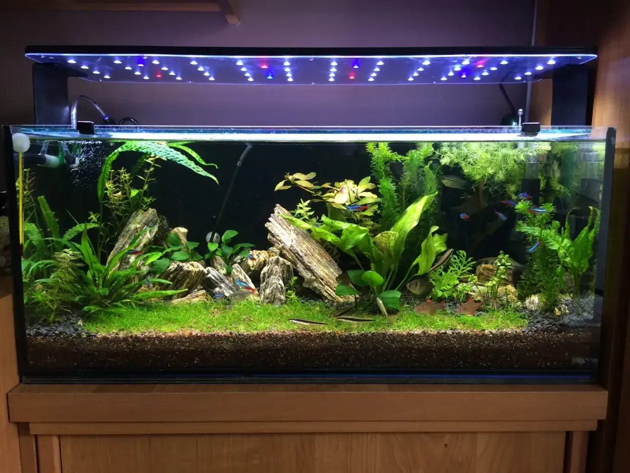 Jaka ziemia do akwarium? Sekrety idealnego podłoża odkryte!