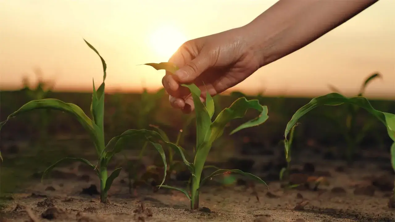 Ochrona gleby: Jak zapobiegać zanieczyszczeniom i dbać o zdrową ziemię