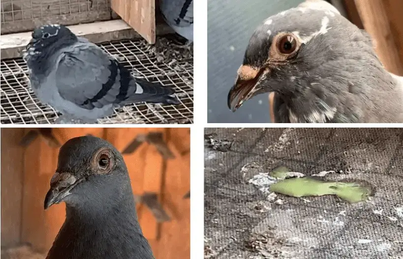 Zapalenie wola u gołębi objawy: jak rozpoznać i co zrobić, by pomóc