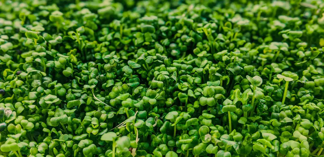 Czy pies może jeść rzeżuchę? Sprawdź, co musisz wiedzieć o zdrowiu psa