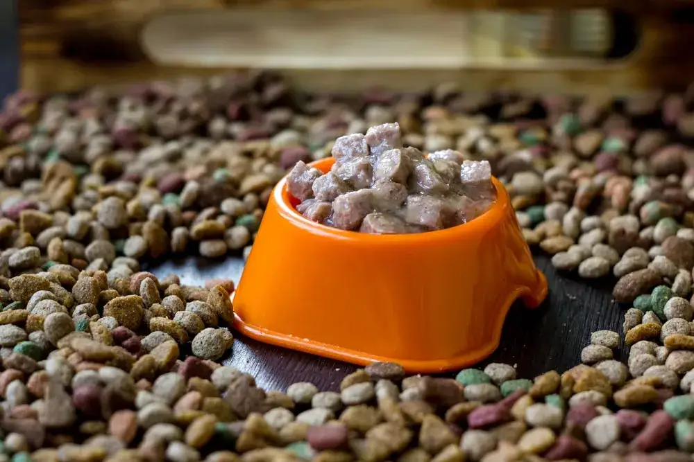 Jaką karmę dla psa niejadka wybrać, aby zwiększyć apetyt?