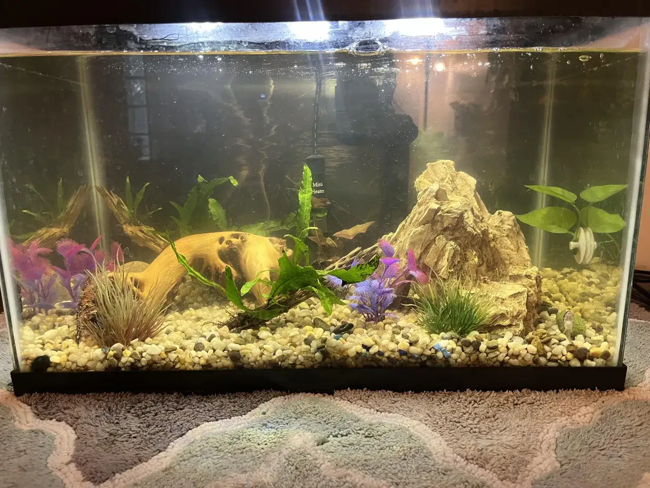 Co zjada odchody w akwarium? Prawda o czystości!