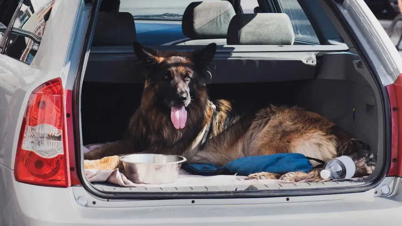 Transporter dla Owczarka Niemieckiego: Jaki Wybrać i Jak Zabezpieczyć?