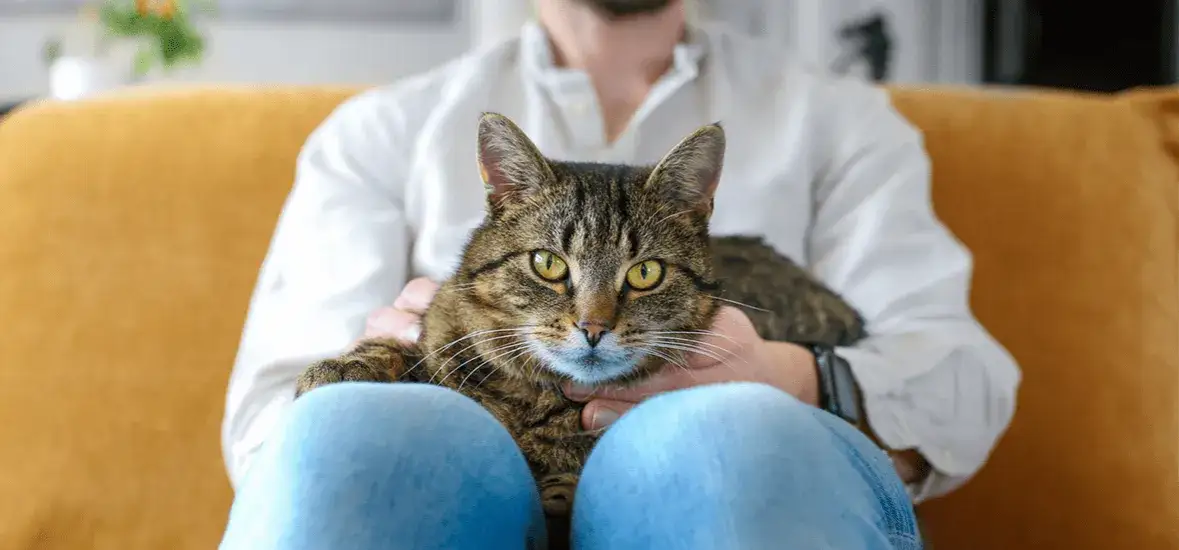 Co ile kotka może być w ciąży? Poznaj zdrowotne konsekwencje