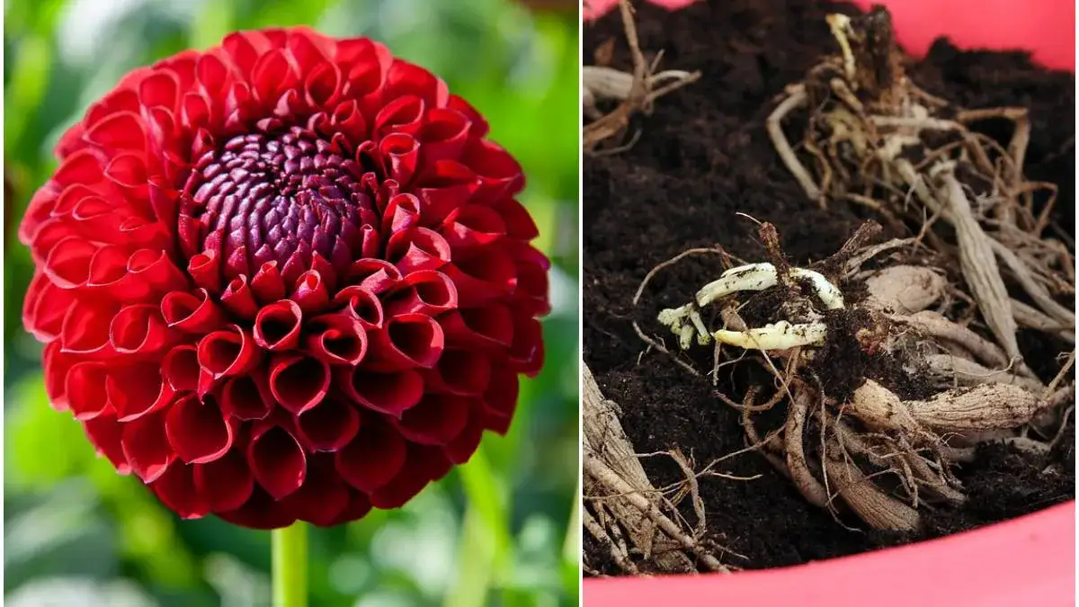 Jak sadzić dalie niskie, aby uniknąć najczęstszych błędów w ogrodzie