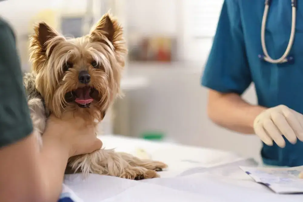 Co na ból dla psa: bezpieczne leki i naturalne metody łagodzenia bólu
