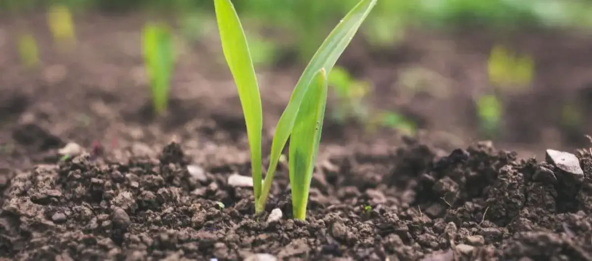 Zielony ład o co chodzi rolnikom - wyzwania i szanse w rolnictwie