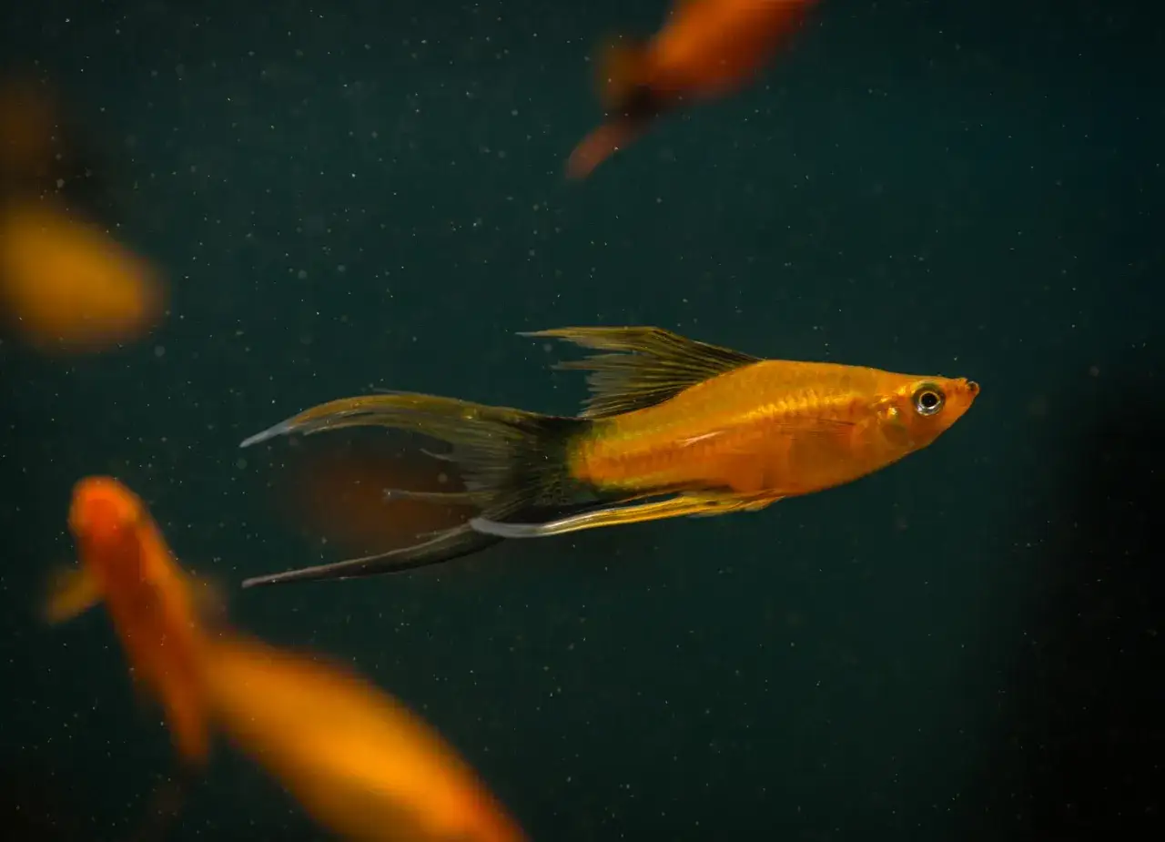 Kiedy wpuścić ryby do akwarium? Uniknij błędów i strat!